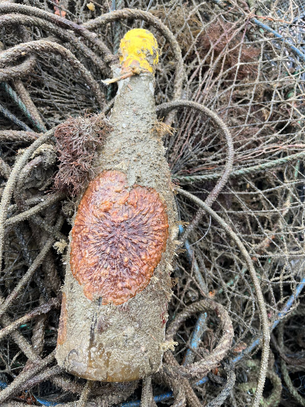 Garrafa de vinho coberta por organismos marinhos sobre rede de pesca