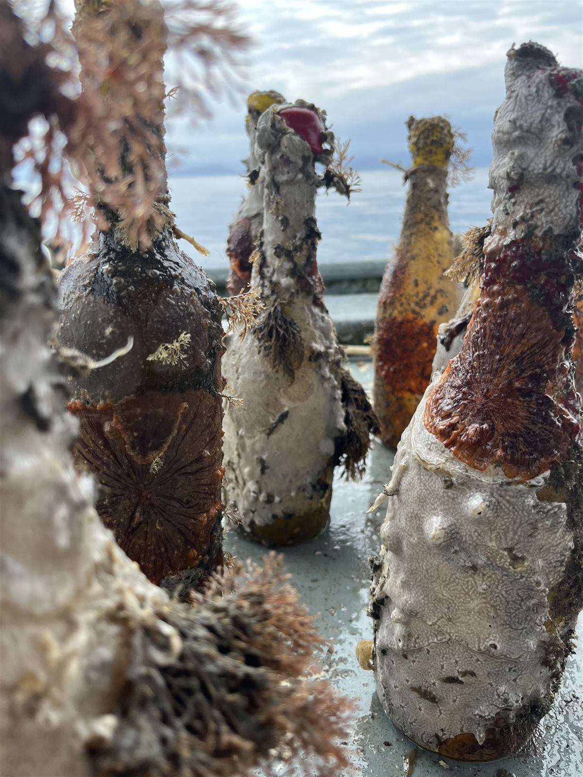 Garrafas de vinho em fileira sobre o deque do barco, com a baía ao fundo