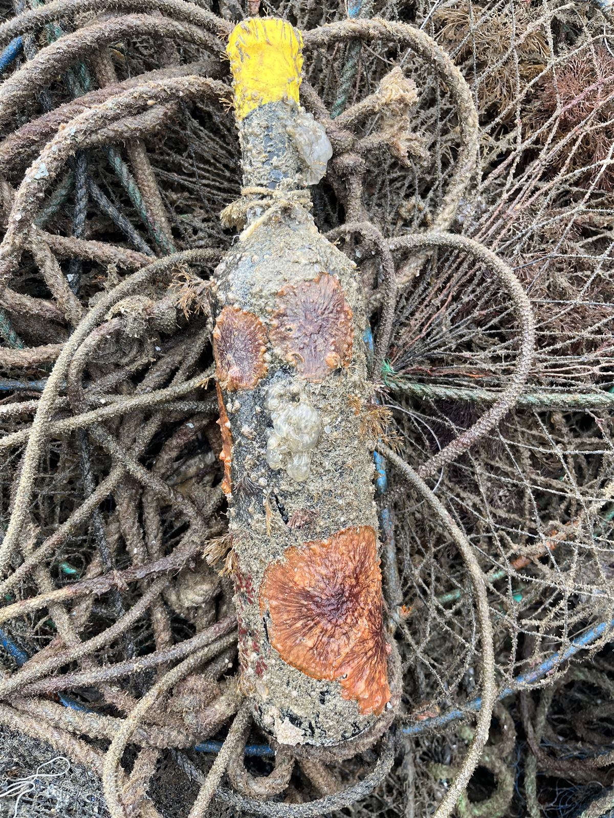 Crosta marinha em formato de roseta sobre a garrafa