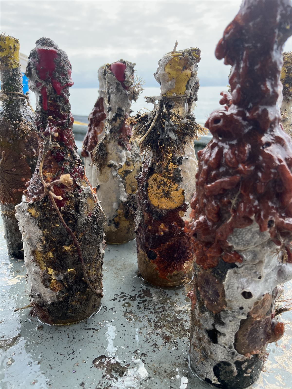 Garrafa com crosta alaranjada apoiada sobre rede de pesca