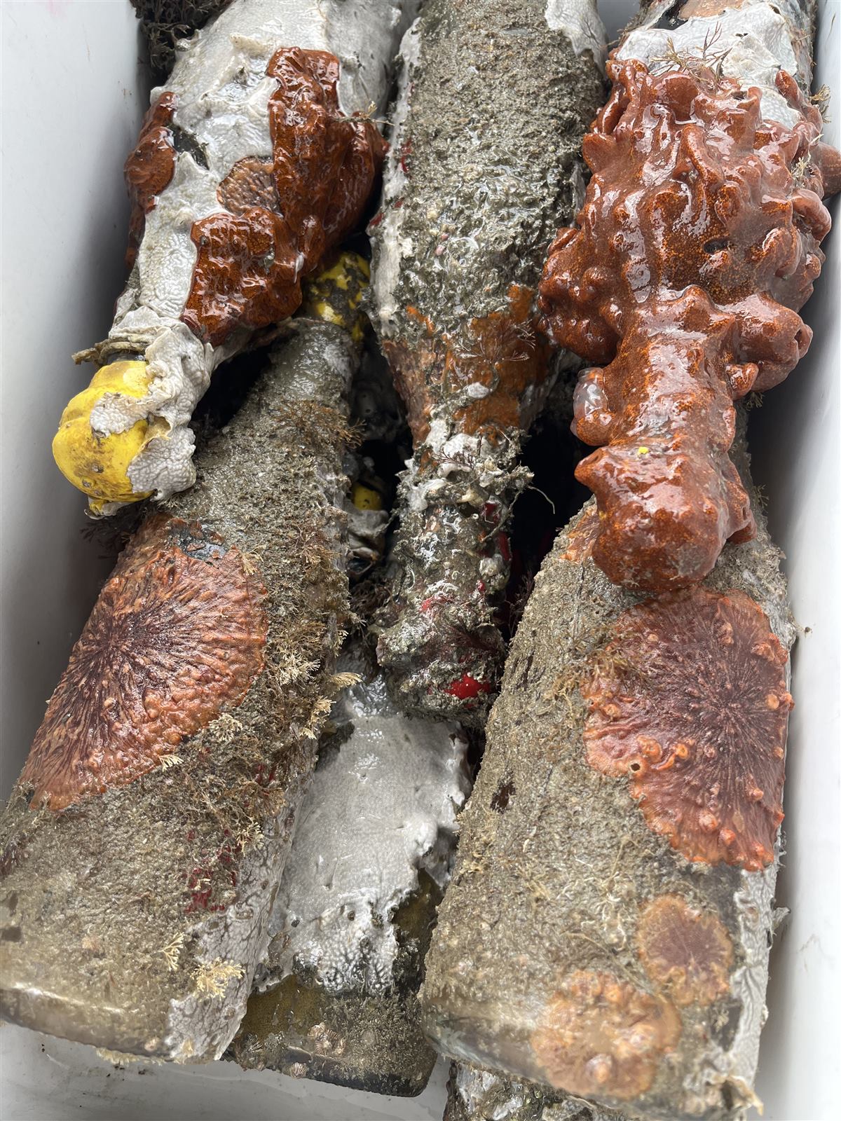 Detalhe de coral vermelho crescido sobre o vidro da garrafa